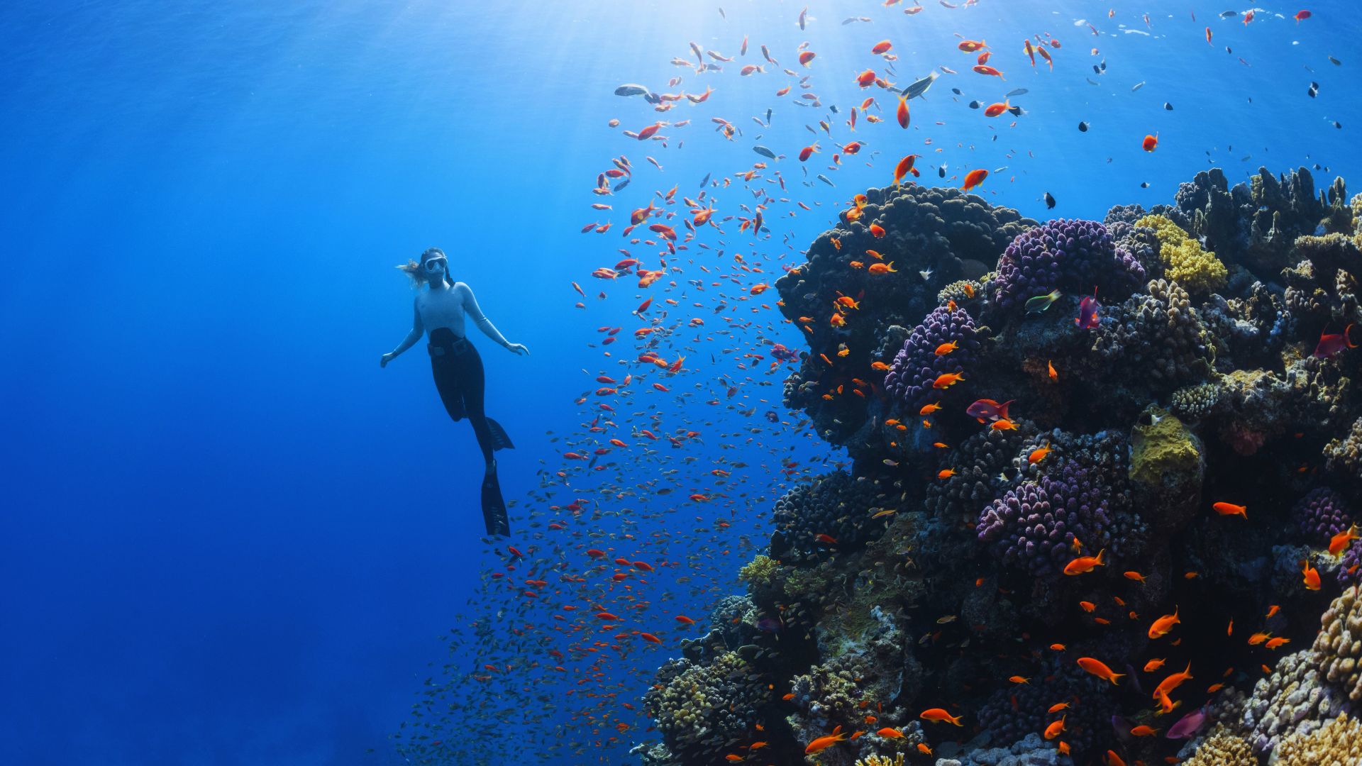 Alor diving — vibrant reef and island coastline
